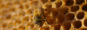 Honey Beehive Design